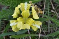 Kosatec nízký (Iris pumila)