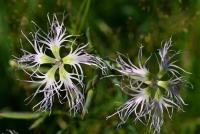 Hvozdík pyšný (Dianthus superbus)