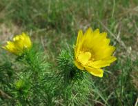 Hlaváček jarní (Adonis vernalis)