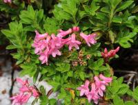 Pěnišník chlupatý (Rhododendron hirsutum)