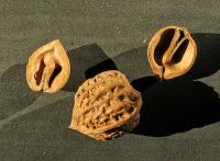 Ořešák mandžuský (Juglans mandshurica)