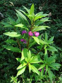Netýkavka balzamína (Impatiens balsamina)