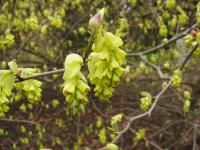 Lískovníček klasnatý (Corylopsis spicata)