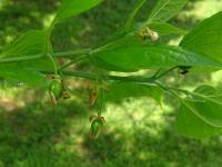 Břestovec západní (Celtis occidentalis)