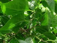 Břestovec západní (Celtis occidentalis)