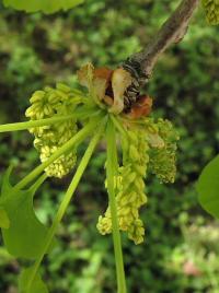 Jinan dvoulaločný (Ginkgo biloba)