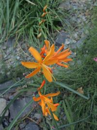 Montbrécie (Crocosmia aurea)