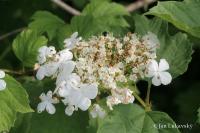 Kalina obecná (Viburnum opulus)