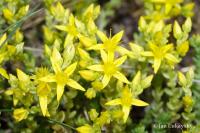 Rozchodník ostrý (Sedum acre)