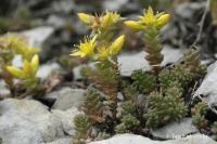 Rozchodník ostrý (Sedum acre)