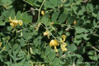 Žanovec měchýřník (Colutea arborescens)