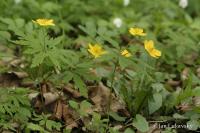 Sasanka pryskyřníkovitá (Anemone ranunculoides)