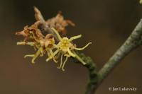 Vilín viržinský (Hamamelis virginiana)