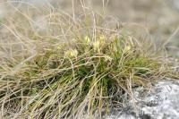Ostřice nízká (Carex humilis)