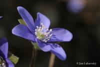 Jaterník podléška (Hepatica nobilis)