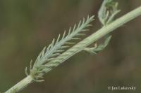 Řebříček bledožlutý (Achillea ochroleuca)