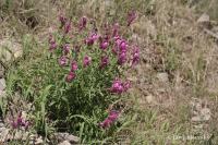 Hledík větší (Antirrhinum majus)