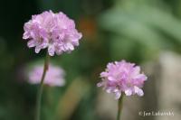Trávnička přímořská (Armeria maritima)