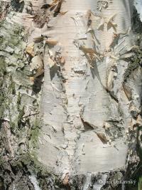 Bříza papírovitá (Betula papyrifera)