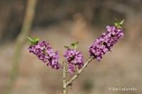 Lýkovec jedovatý (Daphne mezereum)