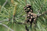 Borovice lesní (Pinus sylvestris)