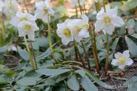 Čemeřice černá (Helleborus niger)