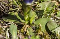 Hořec bezlodyžný (Gentiana acaulis)