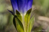 Hořec bezlodyžný (Gentiana acaulis)