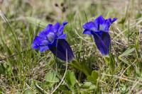 Hořec bezlodyžný (Gentiana acaulis)