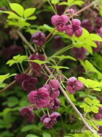 Akébie pětičetná (Akebia quinata)