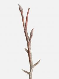 Muchovník hladký (Amelanchier laevis)