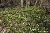 Bleduľa jarná (Leucojum vernum)