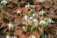 Snežienka jarná (Galanthus nivalis)