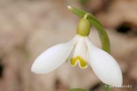 Snežienka jarná (Galanthus nivalis)