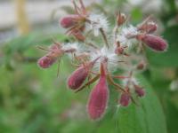 Kolkvície krásná (Kolkwitzia amabilis)