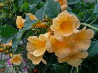 Křivouš kořenující (Campsis radicans)