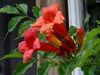 Křivouš kořenující (Campsis radicans)