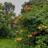 Křivouš kořenující (Campsis radicans)