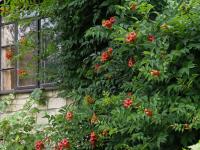 Křivouš kořenující (Campsis radicans)