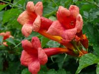 Křivouš kořenující (Campsis radicans)