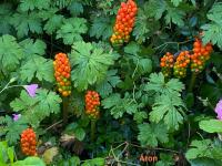 Áron italský (Arum italicum)