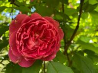 Růže 'Benjamin Britten' - Anglické růže (Rosa)