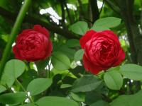 Růže 'Benjamin Britten' - Anglické růže (Rosa)