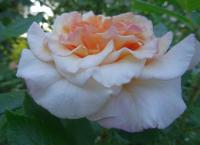 Růže 'Comtessa' - Velkokvěté růže (Rosa)