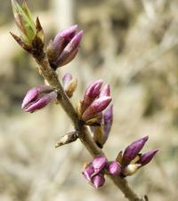 Lýkovec jedovatý (Daphne mezereum)