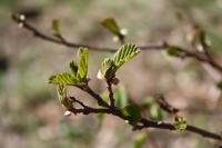 Olše lepkavá (Alnus glutinosa)