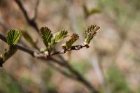 Olše lepkavá (Alnus glutinosa)