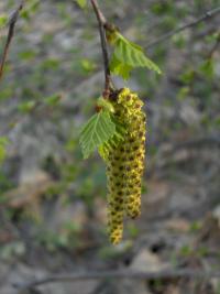 Bříza bělokorá (Betula pendula)