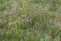 Hvozdík kartouzek (Dianthus carthusianorum)
