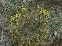 Ostřice nízká (Carex humilis)